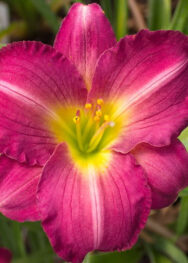 Лілійник "Royal Prinse