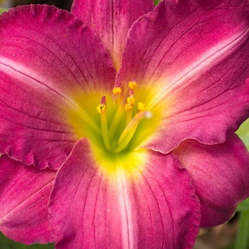 Лілійник "Royal Prinse