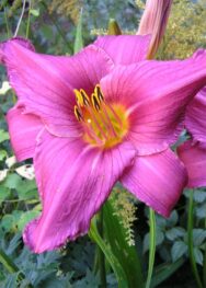 Лілійник "Sammer Wine