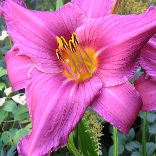 Лілійник "Sammer Wine