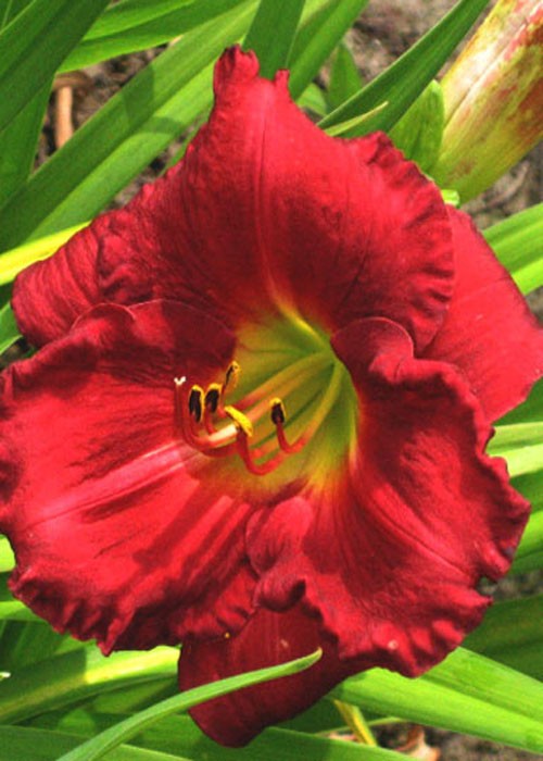 Лілійник "Scarlet Orbit