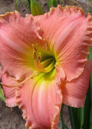 Лілійник "Seminole Wings