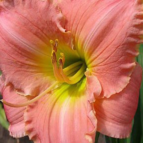 Лілійник "Seminole Wings