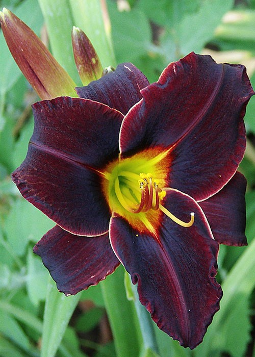 Лілійник Serena-Dark-Horse