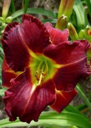 Лілійник "Shades of Darknes