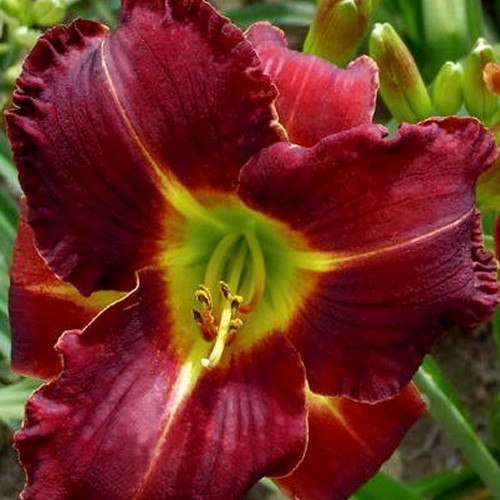 Лілійник "Shades of Darknes