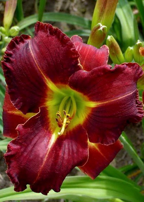 Лілійник "Shades of Darknes