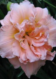 Лілійник "Sil. Double classic