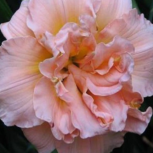 Лілійник "Sil. Double classic