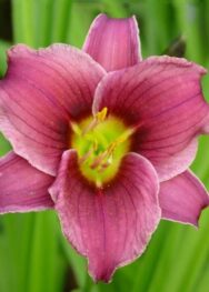 Лілійник "Sil. Little miss