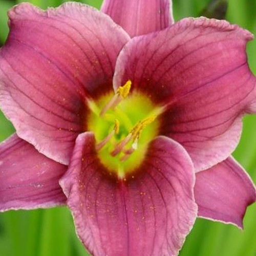 Лілійник "Sil. Little miss