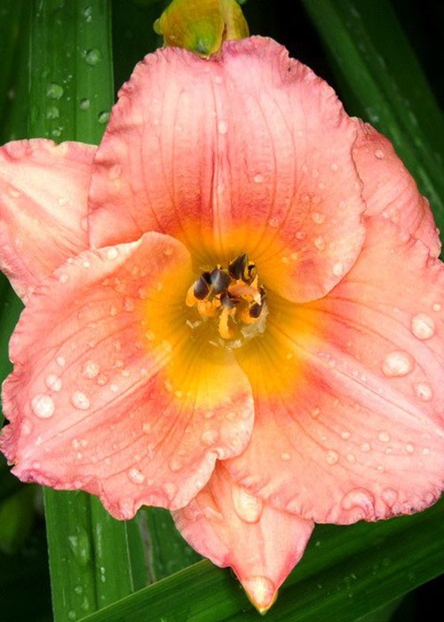 Лілійник "Sil. Littli girl