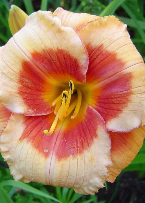 Лілійник "Sil. Sugar Time