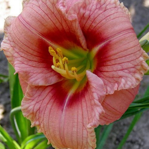 Лілійник "Siloam Bye Lo