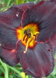 Лілійник "Smith brothers