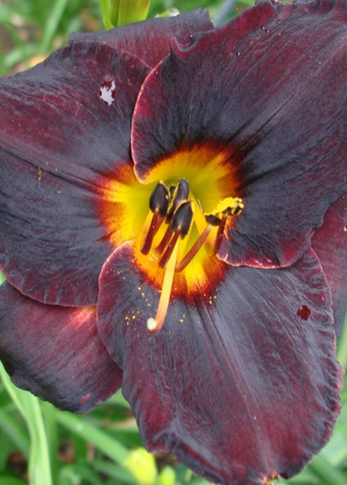 Лілійник "Smith brothers