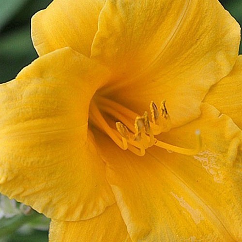 Лілійник "Stella de Oro