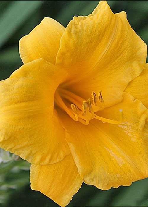 Лілійник "Stella de Oro