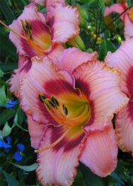 Лілійник "Strawberry candy