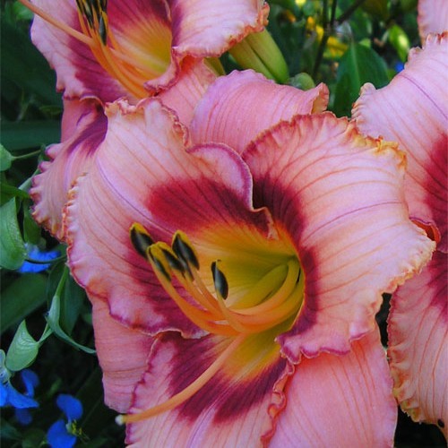 Лілійник "Strawberry candy