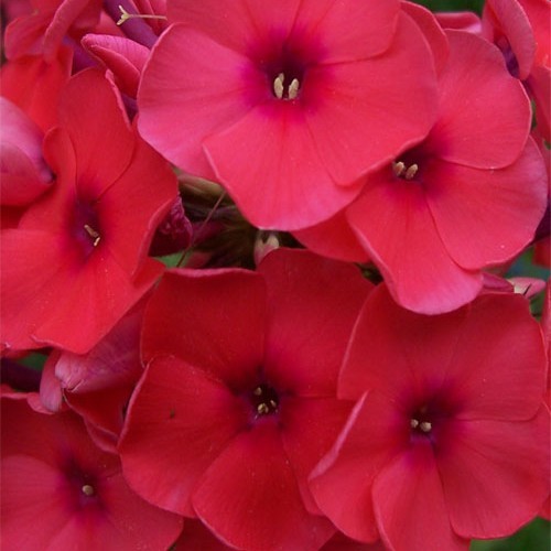 Флокс " Tegnila Sanrise" 11