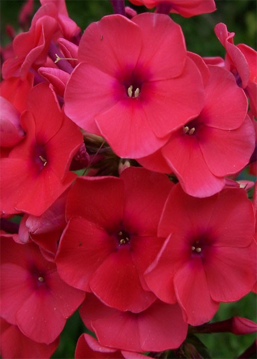 Флокс " Tegnila Sanrise" 11