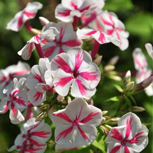 Флокс " Twister