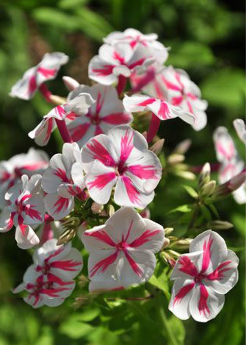 Флокс " Twister