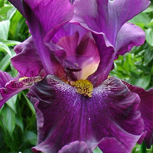 Ірис "Вільвет Де Нін