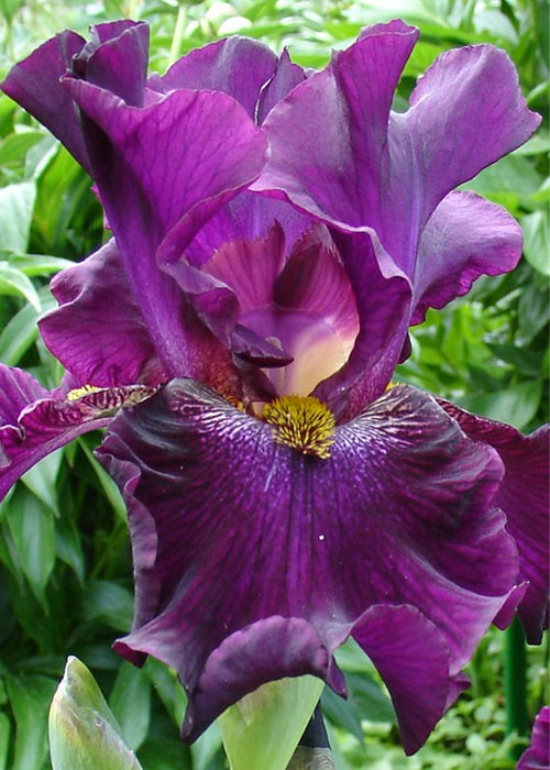 Ірис "Вільвет Де Нін