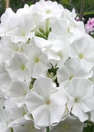 Флокс " White Admiral