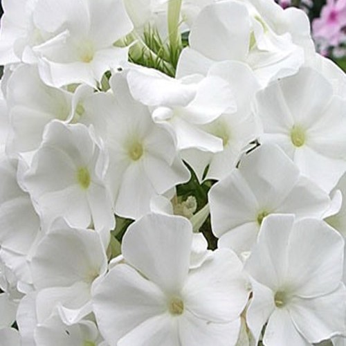 Флокс " White Admiral