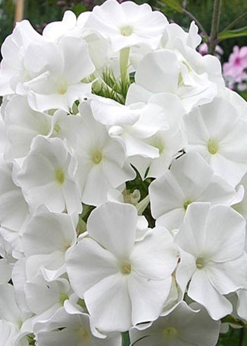 Флокс " White Admiral