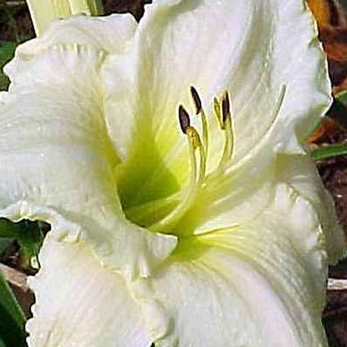 Лілійник "White Some