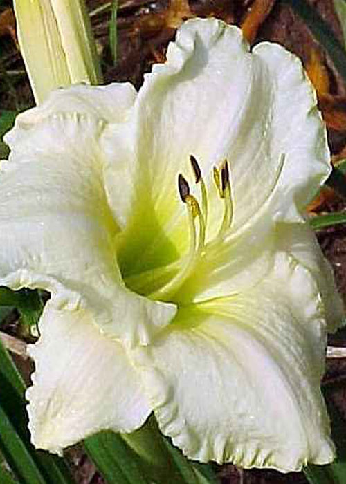 Лілійник "White Some