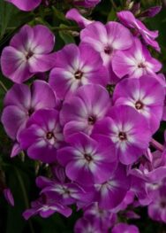 Флокс " Wilhelm Kesselring