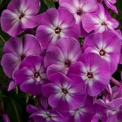 Флокс " Wilhelm Kesselring