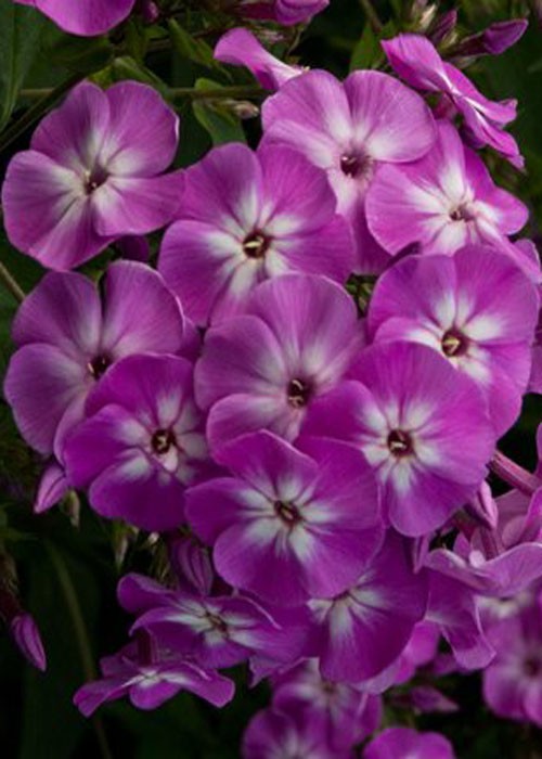 Флокс " Wilhelm Kesselring