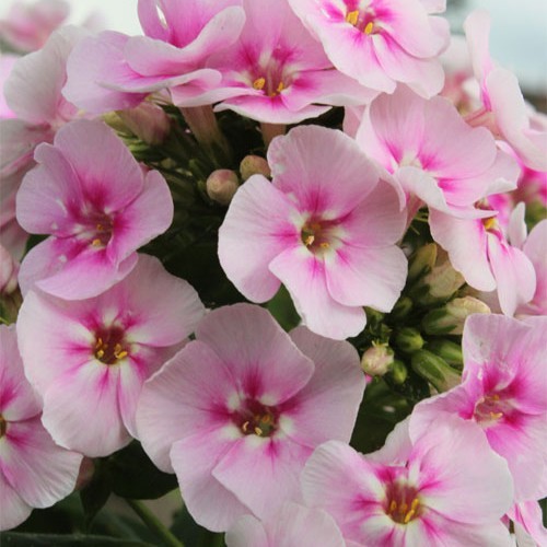 Флокс " Younique Bicolor