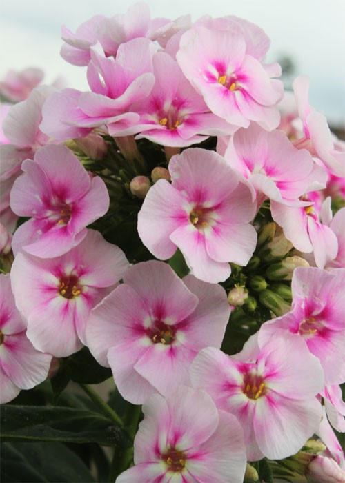 Флокс " Younique Bicolor