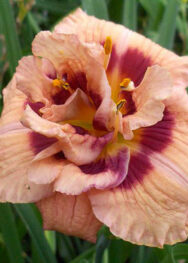 Лілійник Your Angel