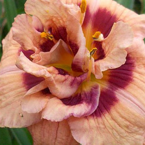 Лілійник Your Angel