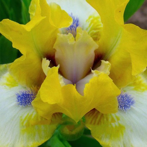 Ірис "Dancing Bunnies