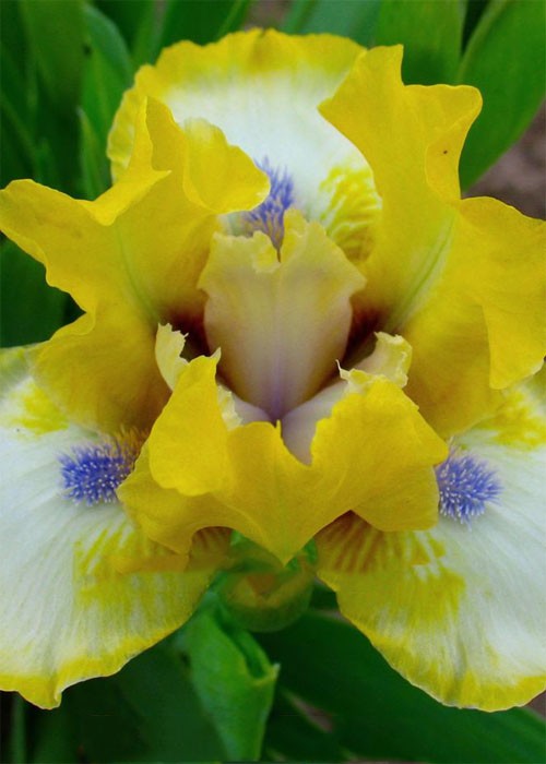 Ірис "Dancing Bunnies