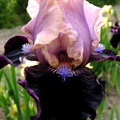 Лілійник "Бедвіл"