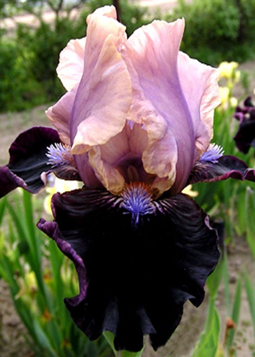 Лілійник "Бедвіл"