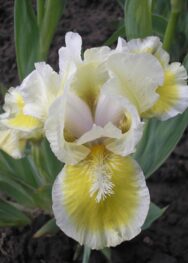 Ірис "Виз Кастенете