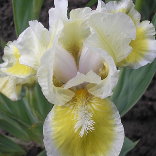 Ірис "Виз Кастенете