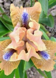 Ірис "Cocoa Pink