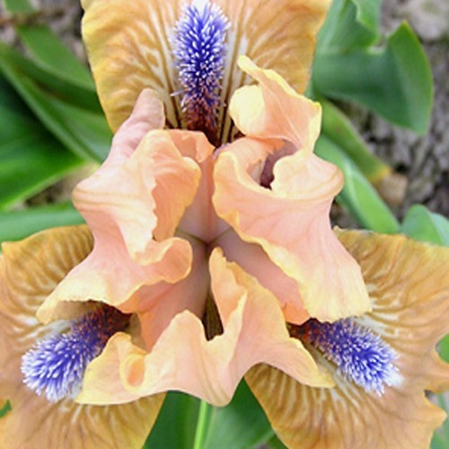 Ірис "Cocoa Pink